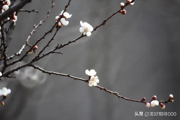 黄雀电视剧全集免费观看高清