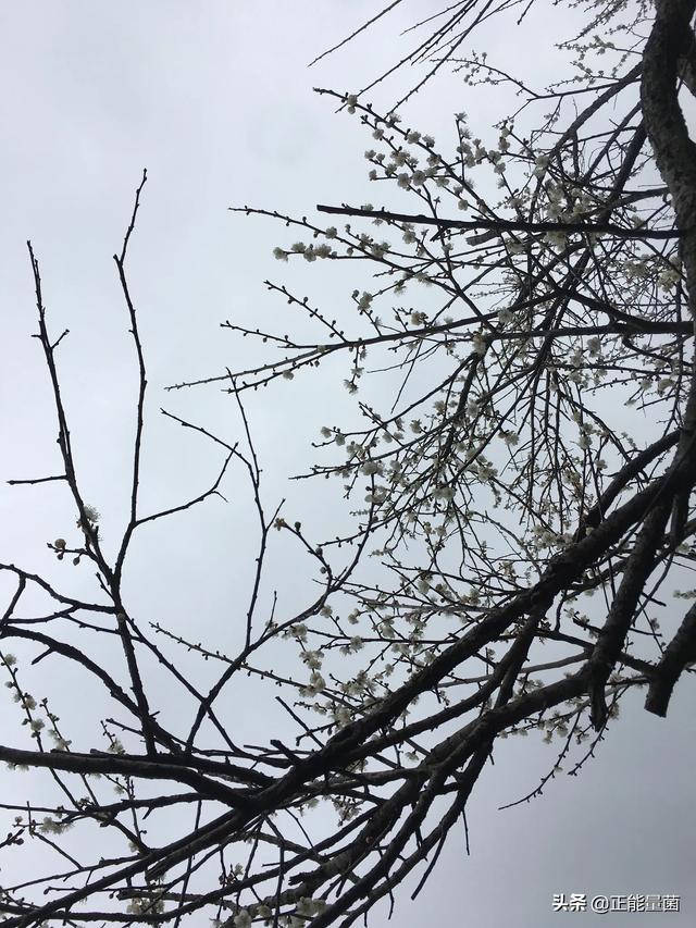 深度开发pop（深度开发pop金银花TXT下载）